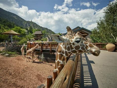 Cheyanne mountain zoo. Things To Know About Cheyanne mountain zoo. 